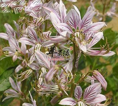 白鲜花