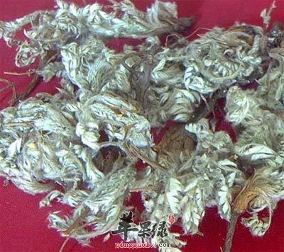 翻白草