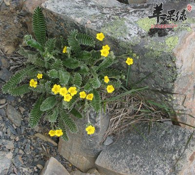 翻白草