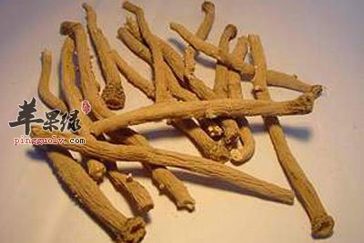 药用板蓝根.jpg