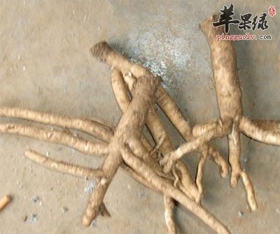 地里挖来的板蓝根.jpg