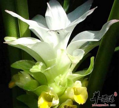 姜黄花