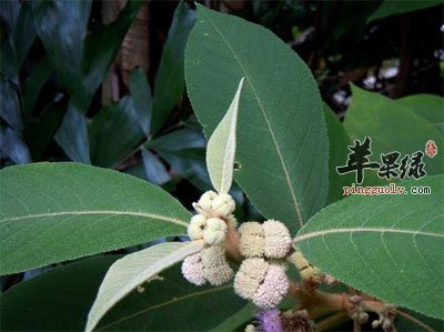 枇杷花和枇杷叶.jpg