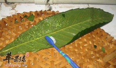 枇杷叶去毛.jpg