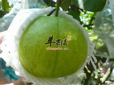 带有保护伞的番石榴.jpg