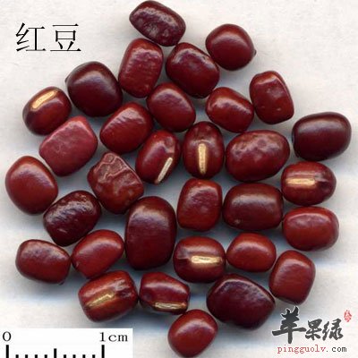 赤小豆和红豆的区别