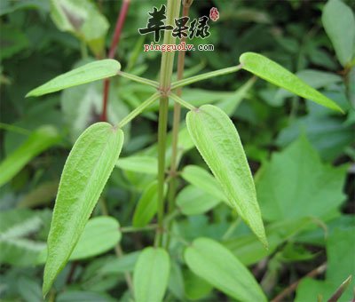 茜草的功效与作用