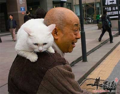 老人不宜养猫