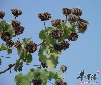冬葵子原植物