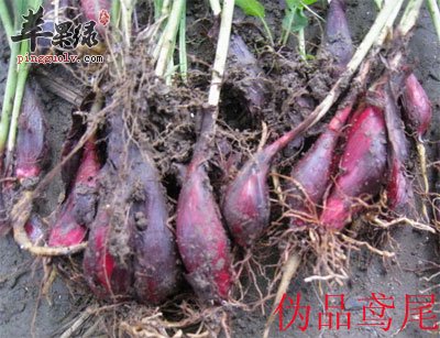 鸢尾.jpg