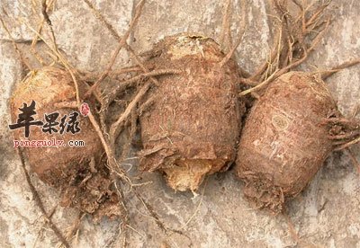 三颗白附子.jpg