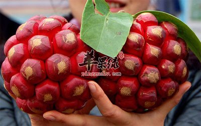 黑老虎根的功效与作用