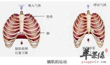 而营养不良则会引起通气能力的下降,且减弱呼吸肌的强度,对肺也有不同