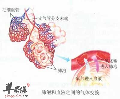 肺泡和血液间的气体交换.jpg