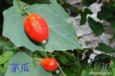 茅瓜.jpg