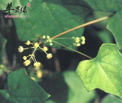 北豆根原植物