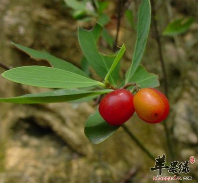 了哥王原植物