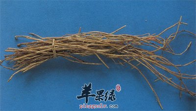 一捆白茅根.jpg