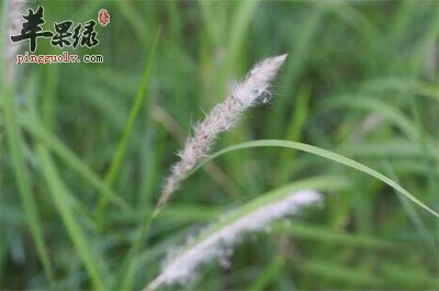 白茅根原植物.jpg