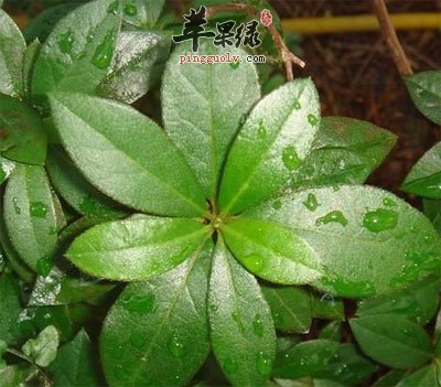 布渣叶原植物