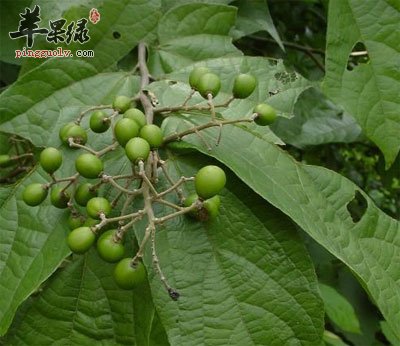 布渣叶原植物