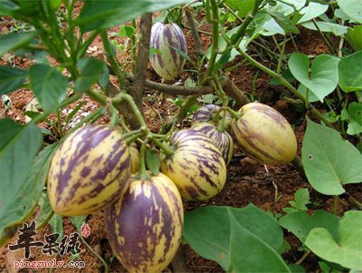 金果榄原植物.jpg