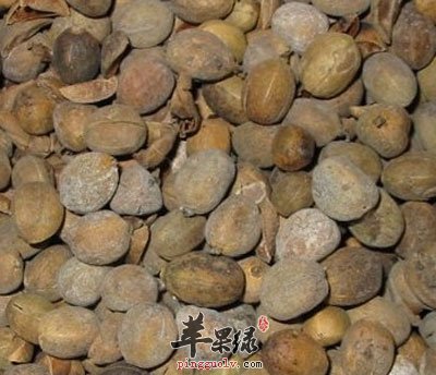 【和合宜忌"芫花为之使,恶蓑草,牵牛子,畏大黄,黄连,藜芦《本草
