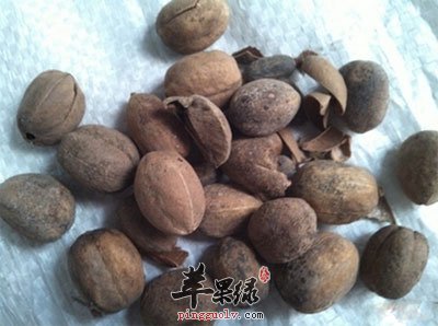 药材巴豆.jpg