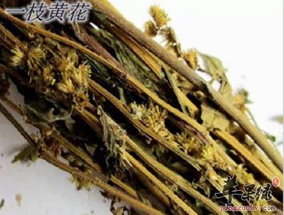 一枝黄花的功效与作用