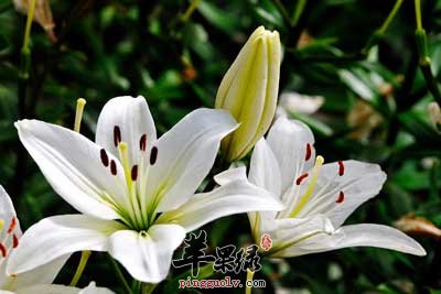 百合.jpg