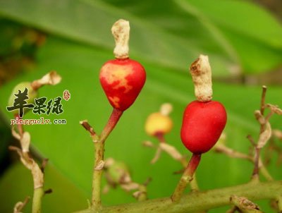 红豆蔻的功效与作用