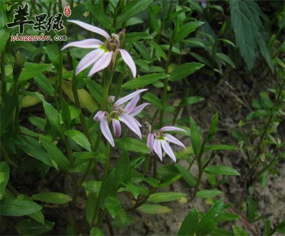 半边莲花