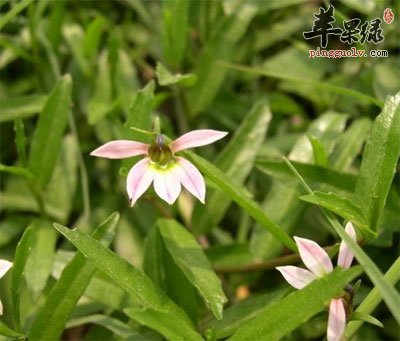 半边莲花