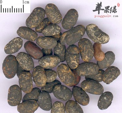 豆豉中药材