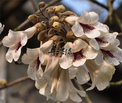 苹果绿 中药大全 功效与作用③治骨折:梧桐根皮,三百棒,震天雷,大血藤