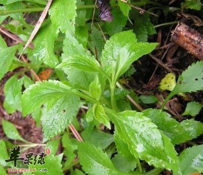 败酱草原植物