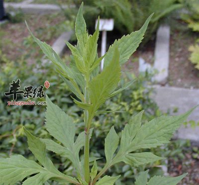 败酱草原植物