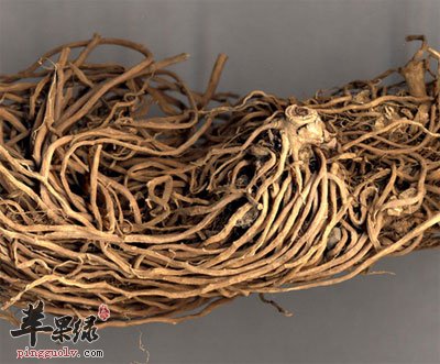 白薇中药材