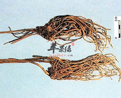 白薇的功效与作用