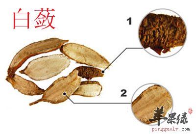 白蔹图片.jpg