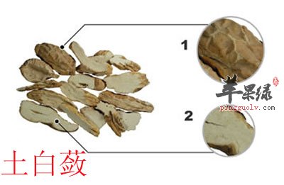 土白蔹图片.jpg