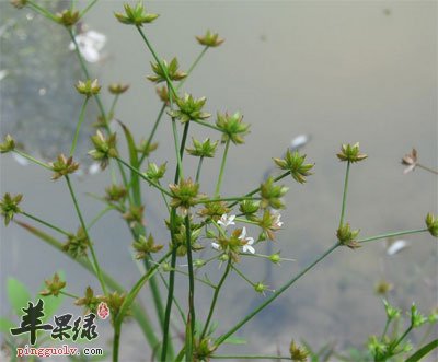 灯心草原植物