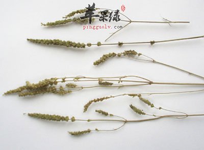 荆芥.jpg