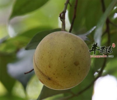 肉豆蔻原植物