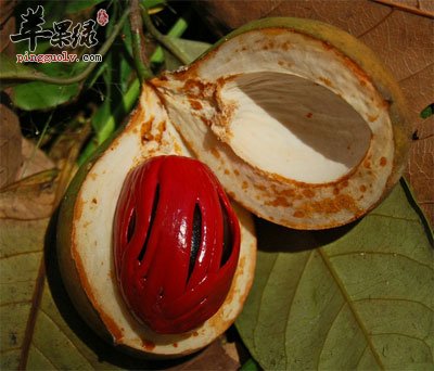肉豆蔻原植物