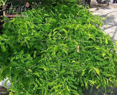 墓头回原植物