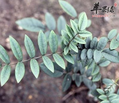 山豆根原植物