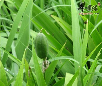 鸢尾原植物