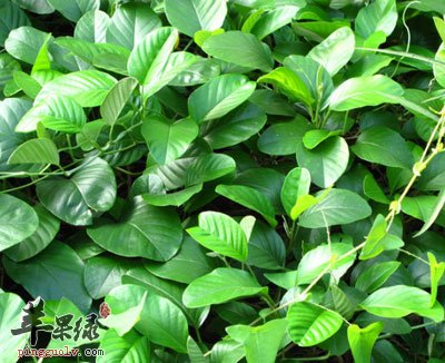 白鹤藤原植物