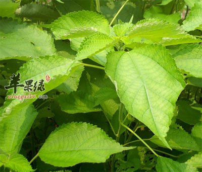 白麻头是一种中药.植物名:苎麻,无叶藤,植属荨麻科. 植物名:苎麻.